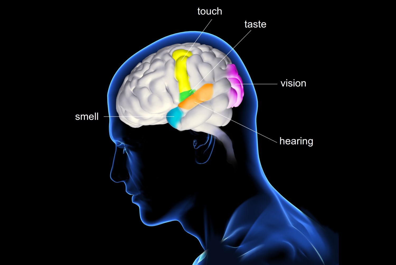 The senses person. Мозг и органы чувств. Головной мозг органы чувств. Восприятие мозга. Ощущение мозг.